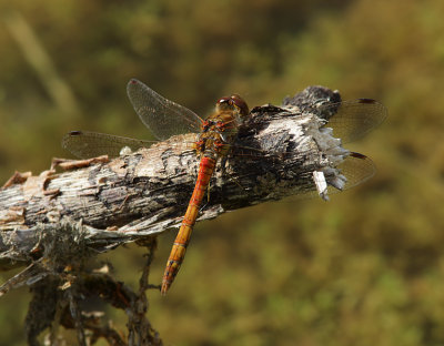 Common Darter (male)