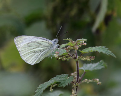 Green-venied White (male, summer generation)