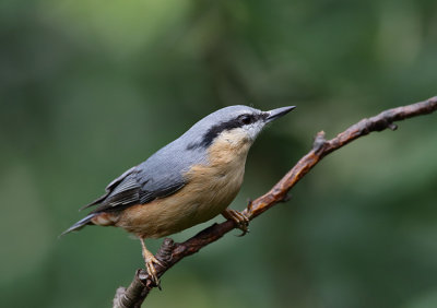 Nuthatch