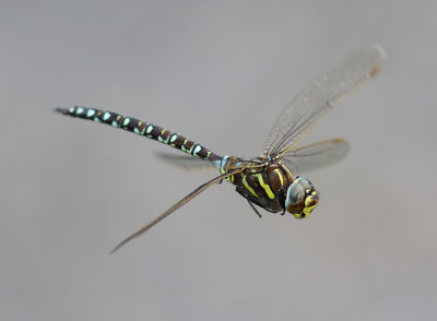Common Hawker (male)