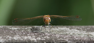 Common Darter