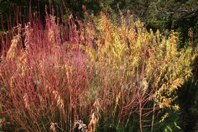 Munich Botanic Gardens