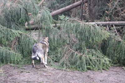 Storm in Krailling