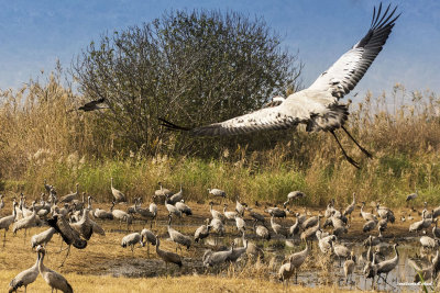 birds in Hahula lake during migration