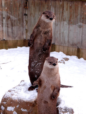 Attentive Otters.jpg
