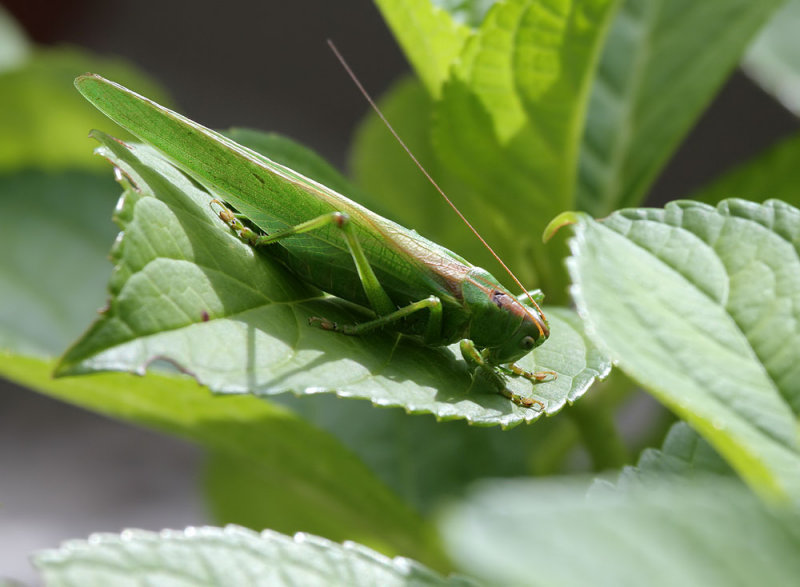 Heuschrecke / Grasshopper