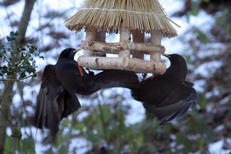 Bergdohlen / Jackdaws