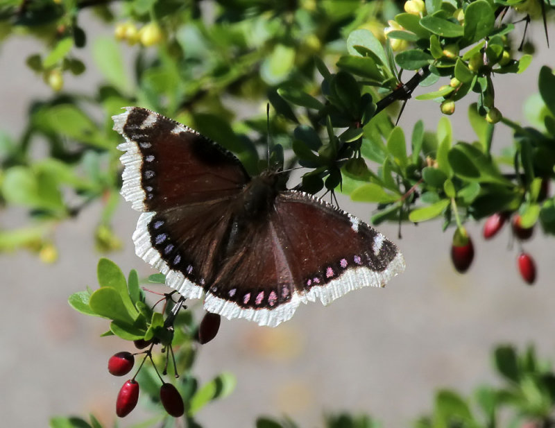 Trauermantel / Mourning Cloak (butterfly)  [Nymphalis antiopa]