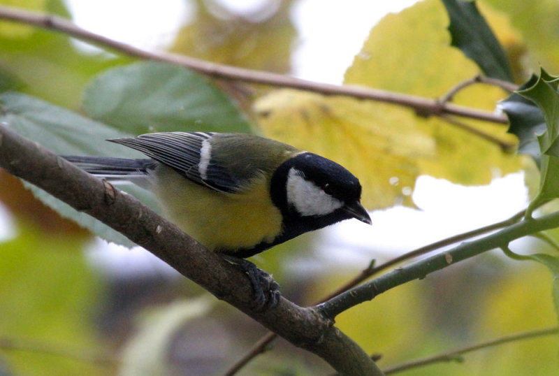 Kohlmeise / Great Tit