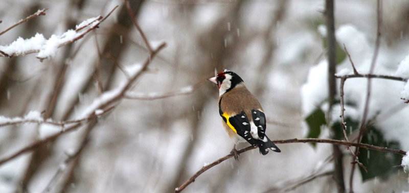 Distelfink / (European) Goldfinch