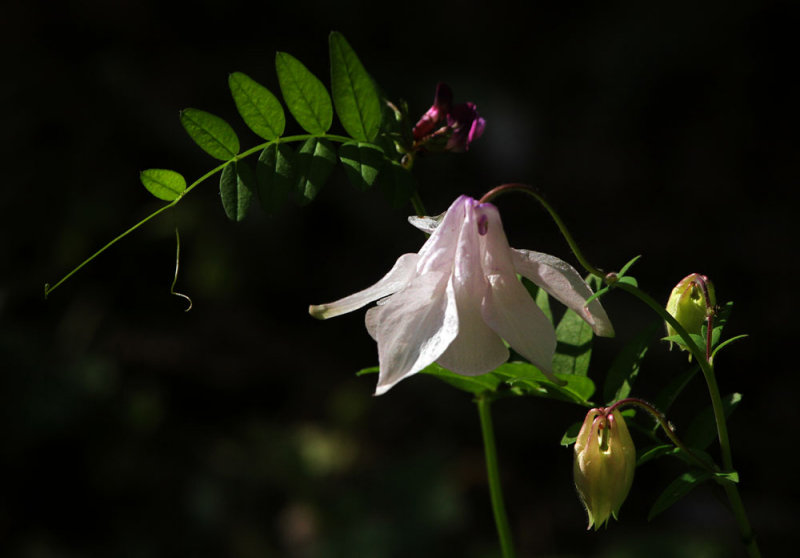 Akelei / Columbine