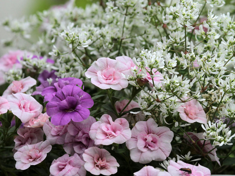 Zauberglckchen / Calibrachoa