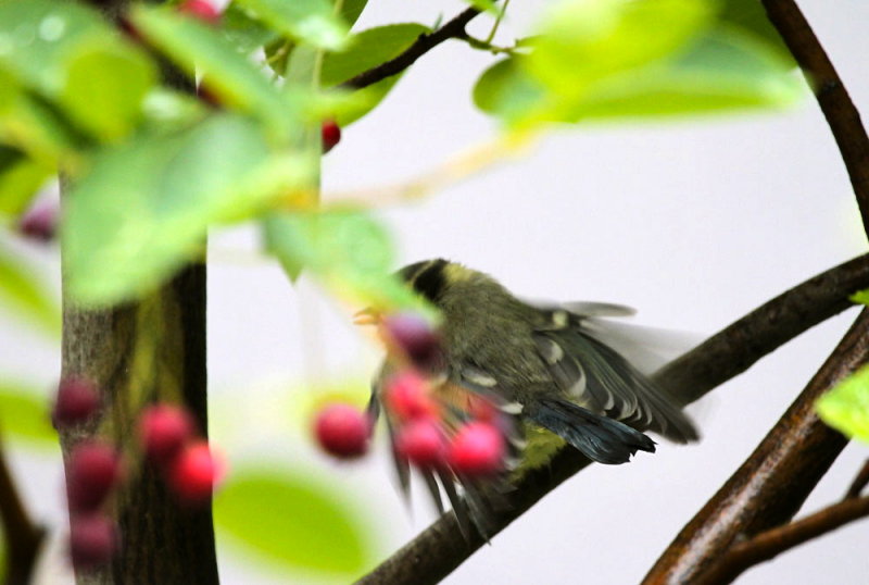 young Blue Tit