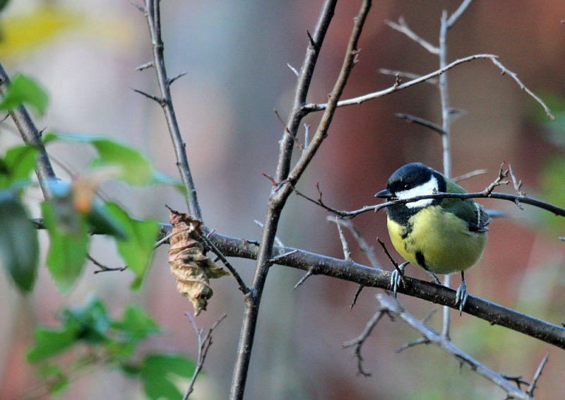 Kohlmeise / Great Tit