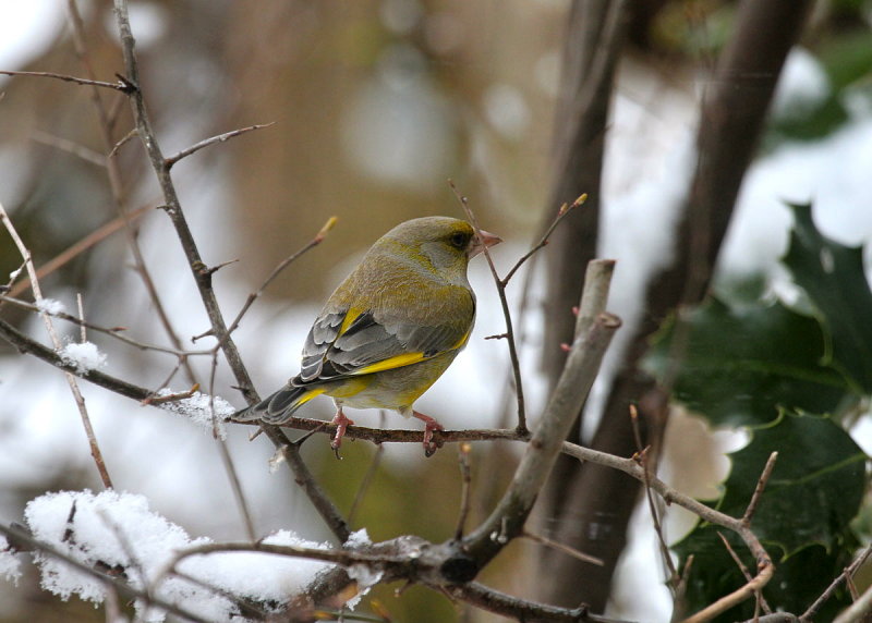 Greenfinch