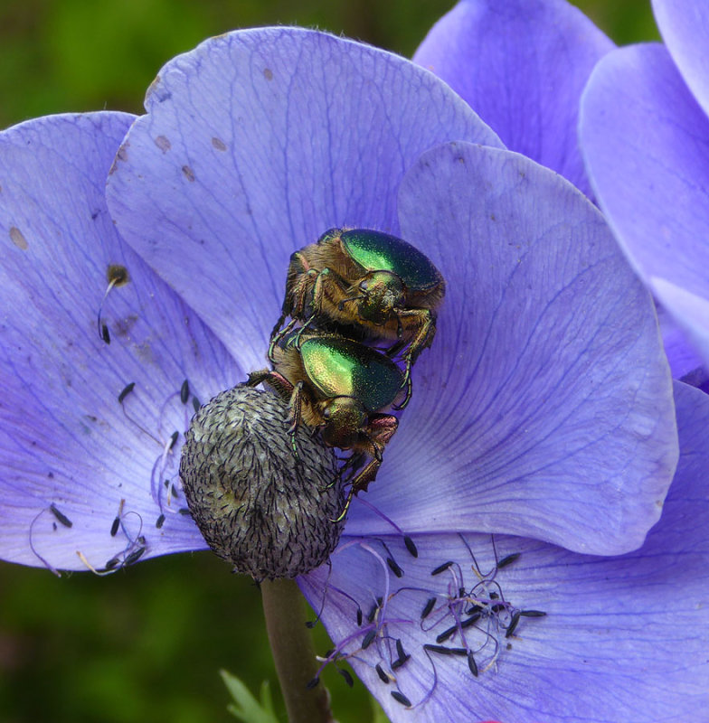 Rosenkfer / (green) Rose Chafers