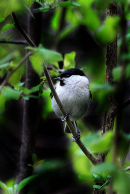 Sumpfmeise / Chickadee