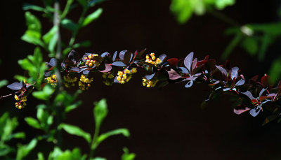  Neighbour's Garden