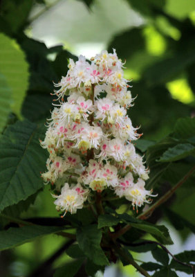 Kastanienblüte / chestnut flower