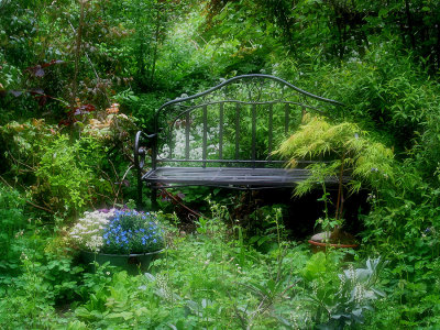 Bench in the Jungle
