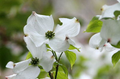 Blumenhartriegel / flowering dogwood
