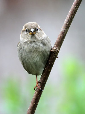 Junger Haussperling / Young House Sparrow