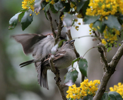 Haussperling / House Sparrows (mating)