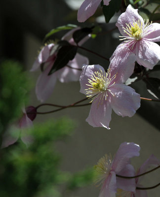 Clematis