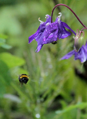Bumblebee in the Rain