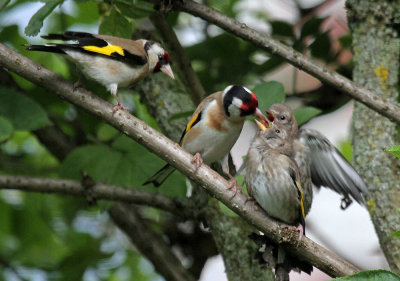 Distelfinken / goldfinches