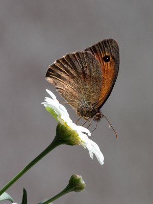  Grosses Ochsenauge / meadow brown (butterfly) 
