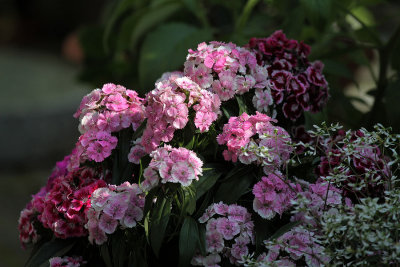 Bartnelken / sweet William Dianthus barbatus