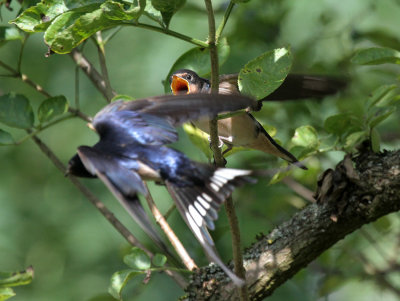 junge Rauchschwalbe und Mama / Young Barn Swallow and Mom