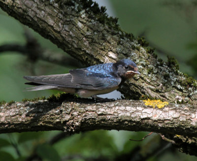 junge Rauchschwalbe / Young Barn Swallow