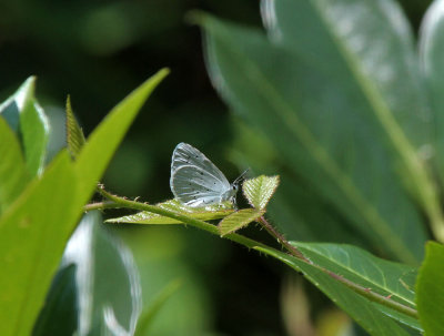 Faulbaumbluling / Holly Blue