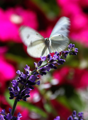 Kohlweissling / Cabbage White