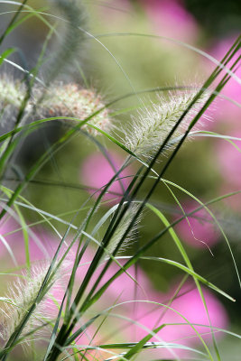 Federborstengras / Fountain Grass