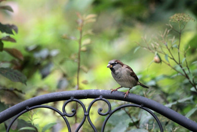 Haussperling / Sparrow