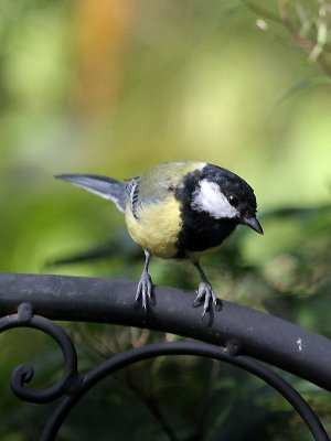 Kohlmeise / Great Tit