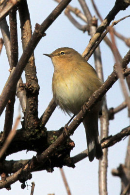 Zilpzalp / Chiffchaff