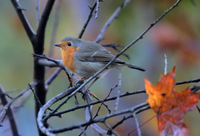 Rotkehlchen / Robin