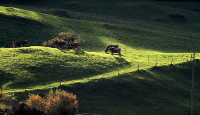 Cows enjoying the sun...