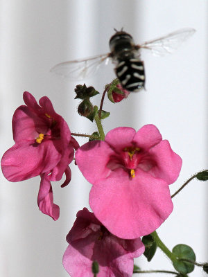Hoverfly on Nemesia [Nemesia hybrida]