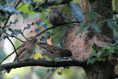 Hungry Sparrows