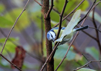 Blaumeise / Blue Tit