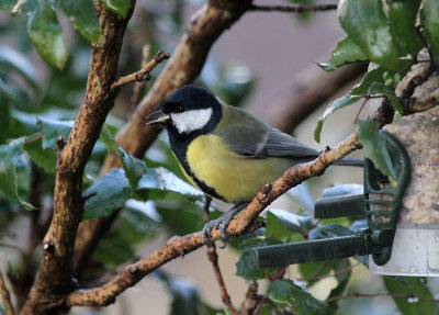 Kohlmeise / Great Tit