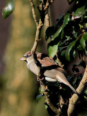 Spatz / Sparrow