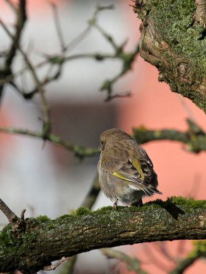 Grnfink / Greenfinch