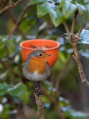 Rotkehlchen / Robin