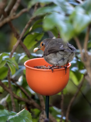 Rotkehlchen / Robin